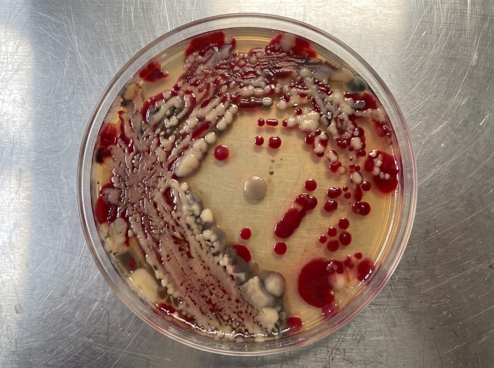 Culture plate swabbed from inside the flower-top plastic fountain at 48 hours: overrun with the bacteria that was living in the water, including deep-red Serratia colonies.